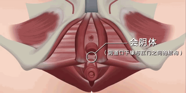 凯格尔.gif